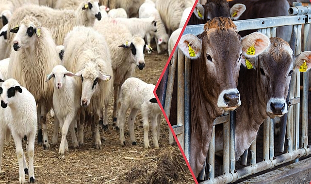 Depremzede çiftçilere destekleme ödemesi yapılacak