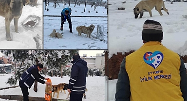 Eyyübiye Belediyesi,  sokak hayvanları için seferber oldu