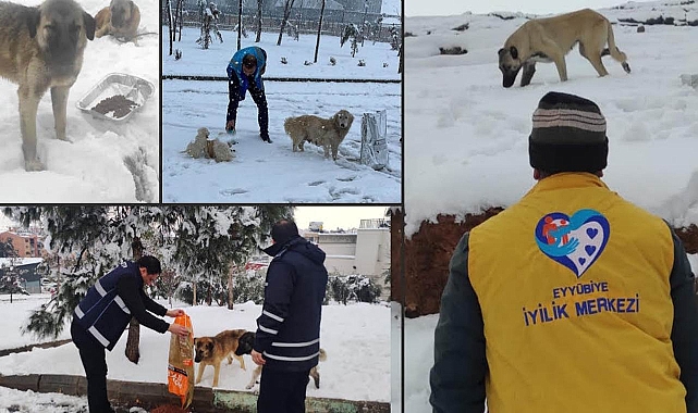 Eyyübiye Belediyesi,  sokak hayvanları için seferber oldu