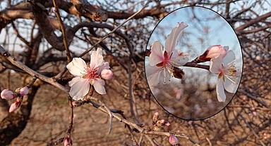 Hilvan'da badem ağaçları çiçek açtı! 