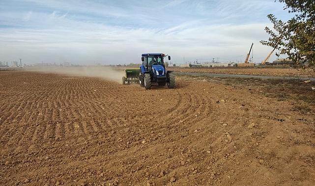 Şanlıurfa'da 350 dekar alanda buğday üretimi