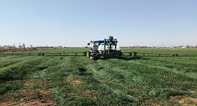 Şanlıurfa'da 350 dekar alanda buğday üretimi 