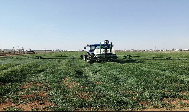 Şanlıurfa'da 350 dekar alanda buğday üretimi