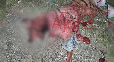 Urfa'nın ilçesinde araç altında kalan çizgili sırtlan telef oldu