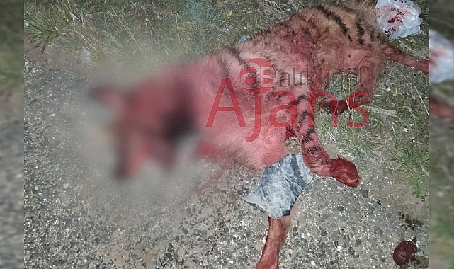 Urfa'nın ilçesinde araç altında kalan çizgili sırtlan telef oldu