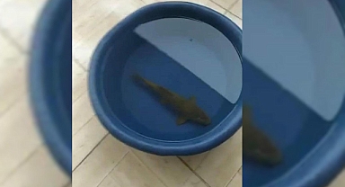 Balıklıgöl’de caddelere akan balıklar vatandaşlar tarafından toplandı 