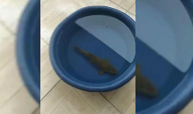 Balıklıgöl’de caddelere akan balıklar vatandaşlar tarafından toplandı 