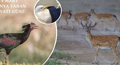 Bir yılda kaç yaban hayvanının tedavisi yapıldı?