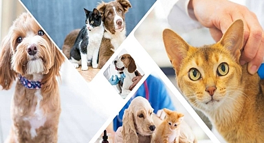 Depremzede ev hayvanları, gittikleri ilde kayıt altına alınabilecek