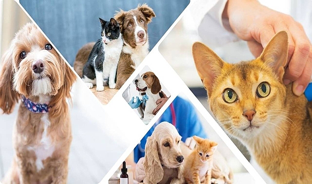 Depremzede ev hayvanları, gittikleri ilde kayıt altına alınabilecek