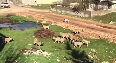 Hilvan'da sokak köpekleri öğretmene saldırdı