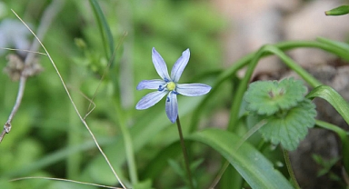 Hoş Sümbül sadece Şanlıurfa sınırlarında yetişiyor