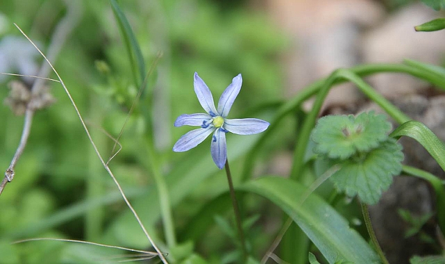 Hoş Sümbül sadece Şanlıurfa sınırlarında yetişiyor