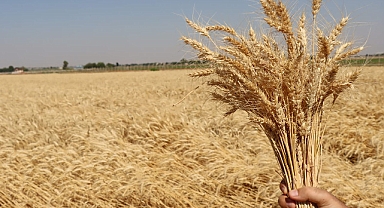 Hububat ve bakliyatta son durum! Fiyatlar güncellendi