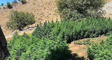 Kenevir üretiminde yeni gelişme! Bakanlık açıkladı