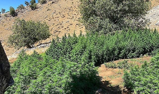 Kenevir üretiminde yeni gelişme! Bakanlık açıkladı