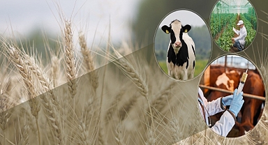 Kuraklığa dayanıklı çeşitlerin ekimi yaygınlaştırılıyor