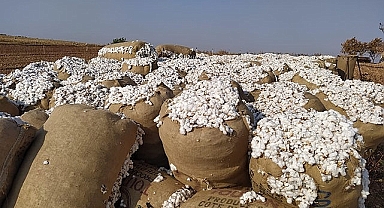 Pamuk fiyatları açıklandı! Kütlü pamuk ne kadar oldu?