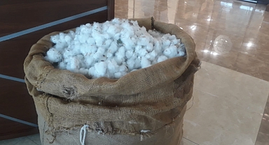Pamuk fiyatlarında son durum! Kütlü pamuk kaç TL'den satıldı 