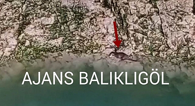 Şanlıurfa'da Su Samuru ailesi avlanırken görüntülendi