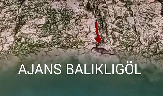 Şanlıurfa'da Su Samuru ailesi avlanırken görüntülendi