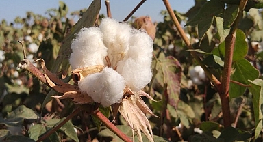 Şanlıurfa ve Adana'da pamuk fiyatları belli oldu