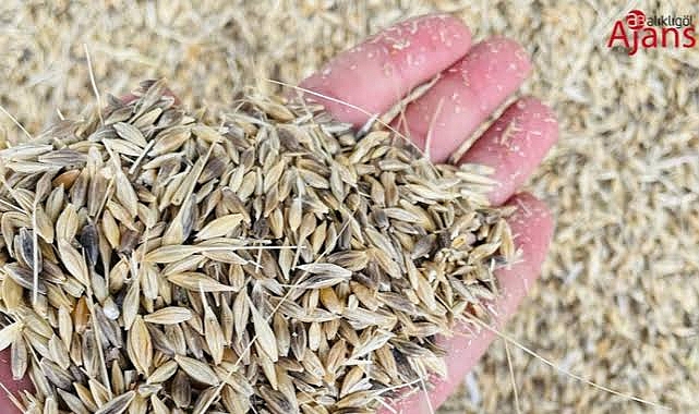 TMO arpa satışına başladı! Başvurular ne zaman nasıl yapılacak?