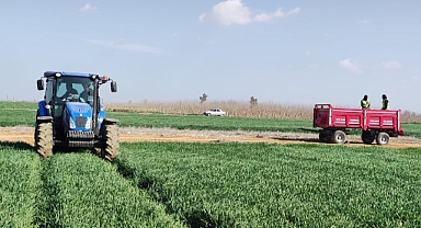 Urfa'da ekmeklik buğday üretimi devam ediyor 