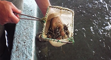 100 milyon yavru balık kaynaklara bırakılacak