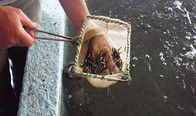 100 milyon yavru balık kaynaklara bırakılacak