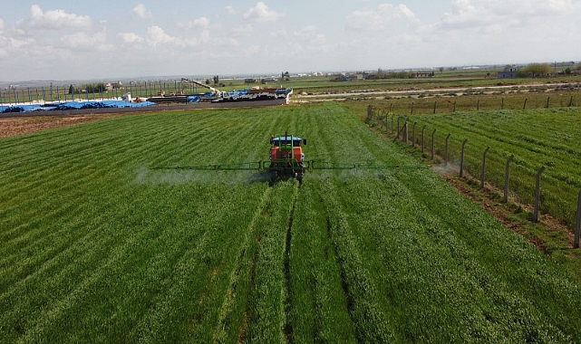 Büyükşehir tarafından üretilen buğday halk ekmek fırınında kullanılacak