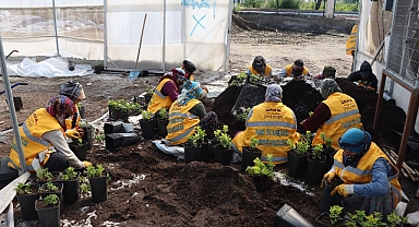 Büyükşehir yılda 5 milyondan fazla çiçek üretiyor 