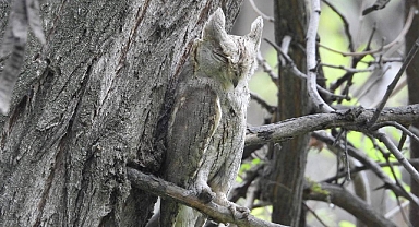 Çizgili İshak Kuşu Urfa'da görüldü