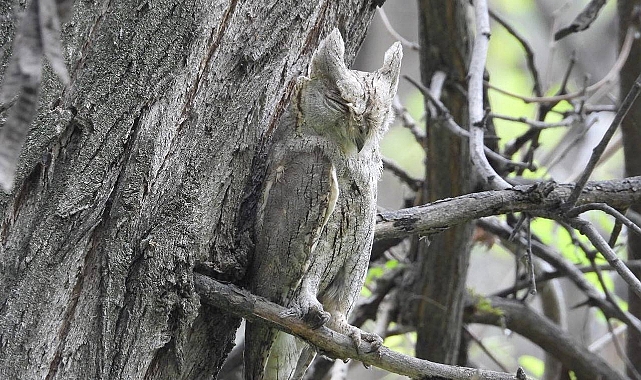 Çizgili İshak Kuşu Urfa'da görüldü
