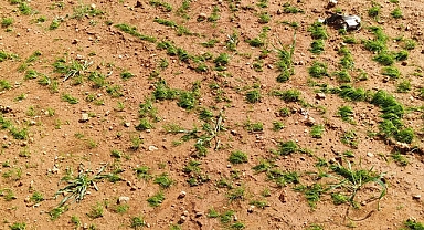 Harran'da dolu yağışı ekili arazileri vurdu