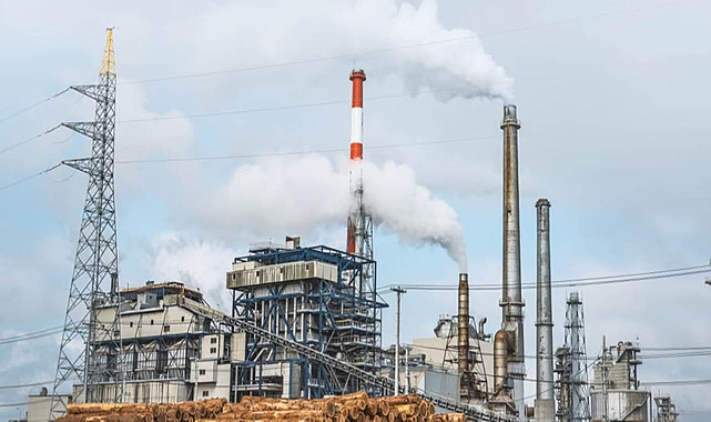 Kağıt fabrikasına bağlı nadir bir mantar hastalığı salgını çıktı