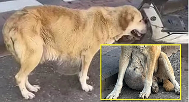 Karnında şişlik oluşan sokak köpeği acı çekiyor