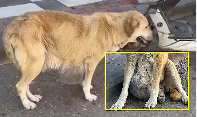 Karnında şişlik oluşan sokak köpeği acı çekiyor