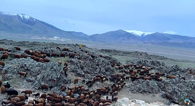 Koyun sürüleri yaylaların yolunu tuttu