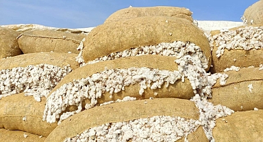 Kütlü pamuk fiyatı kaç TL oldu? İşte güncel fiyatlar 