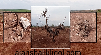 Sel felaketi bahçelere büyük zarar verdi