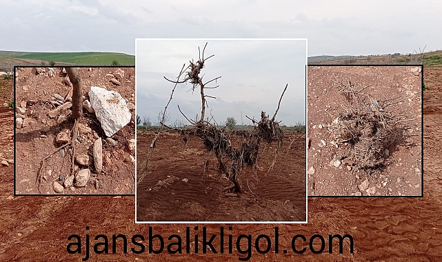 Sel felaketi bahçelere büyük zarar verdi