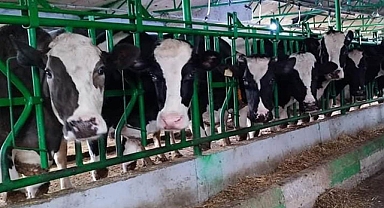 Tarım ve Orman Bakanlığı'ndan şap hastalığı genelgesi