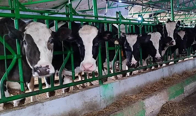 Tarım ve Orman Bakanlığı'ndan şap hastalığı genelgesi