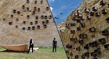 Türkiye’de sadece Birecik’te bulunuyor! Özel önlemler alındı