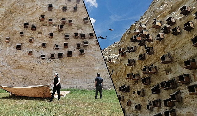 Türkiye’de sadece Birecik’te bulunuyor! Özel önlemler alındı