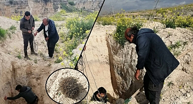 Urfa’da uzun kulaklı çöl kirpisi kurtarılarak doğaya salındı