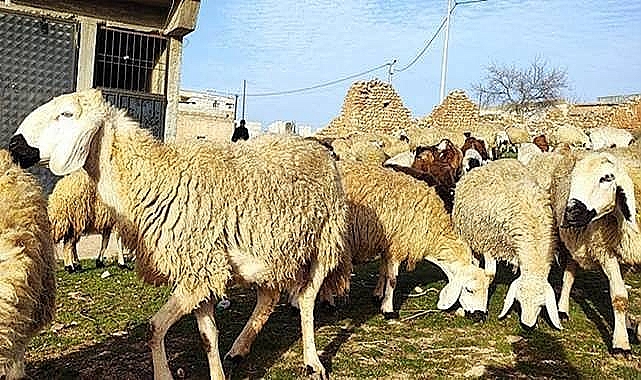 2023 yılı vekâletle kurban kesim bedelleri açıklandı