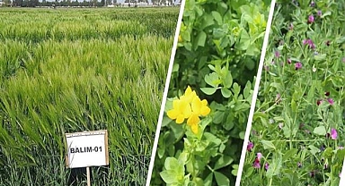 42 yeni çeşit Türk tarımına kazandırıldı