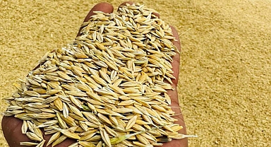 Arpa ve buğday fiyatları belli oldu